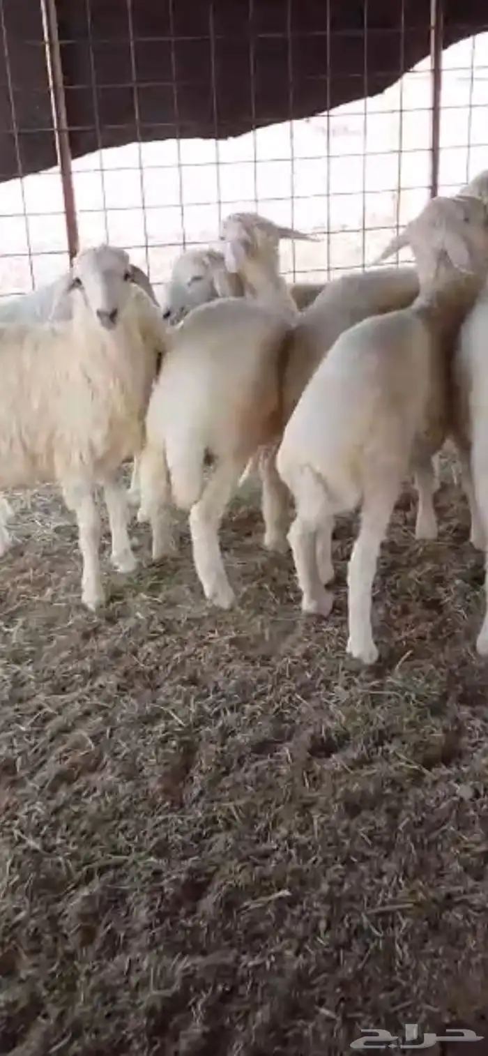 للبيع طليان حريات مقفله شحم 2