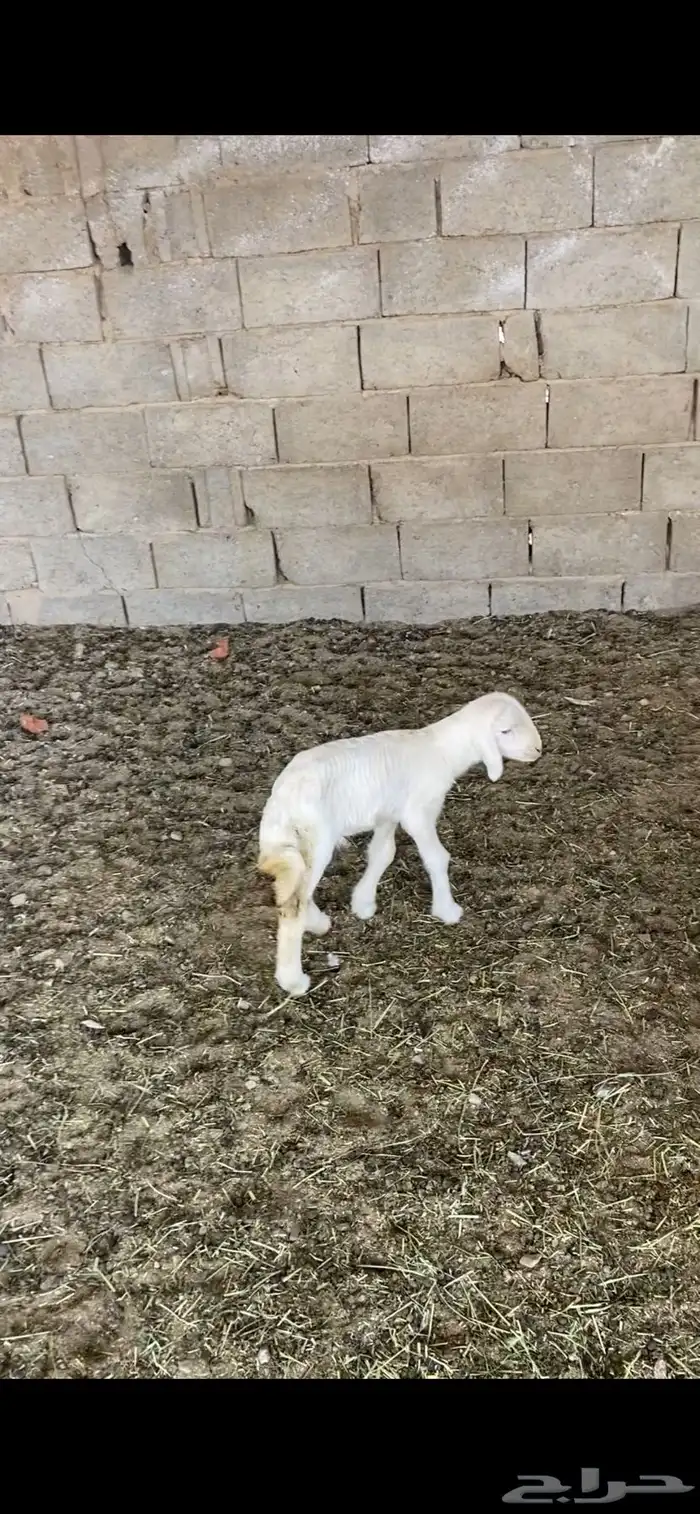 تم تم البيع 2