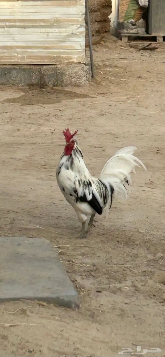 ديك بلدي لون مرتب 1