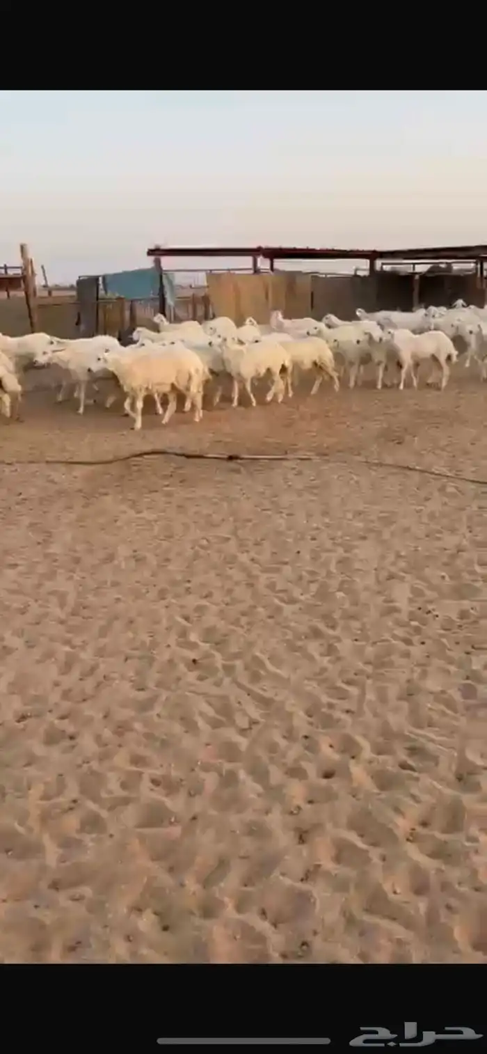 رخال حريات حرش 0