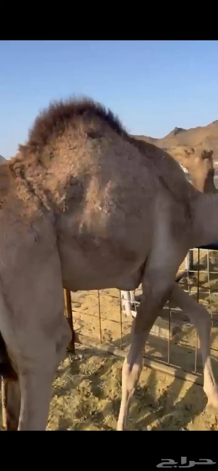 قعدان للبيع مغلقه فل الفل 0