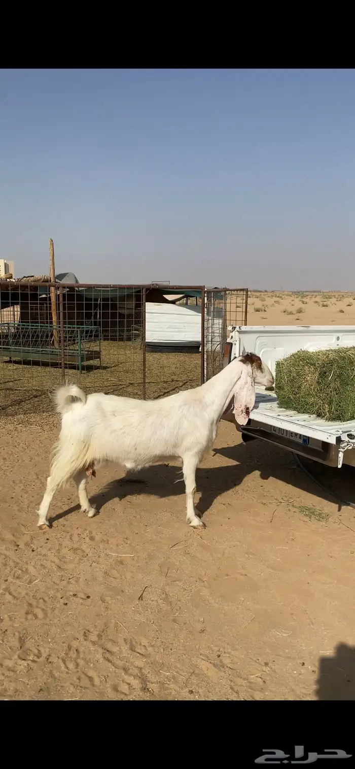 عنز مطورة مضرع 1