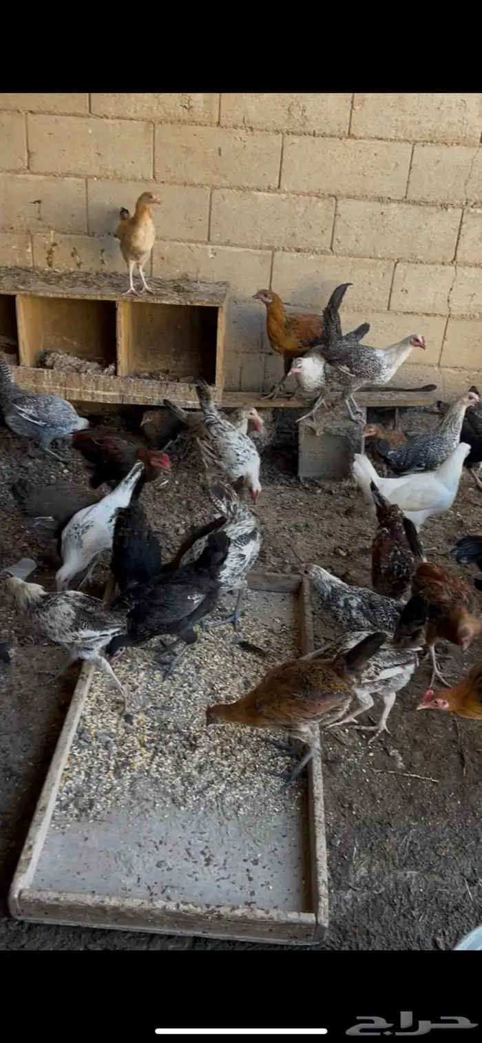 فراريج بلدي وفيومي الموقع غطي 1