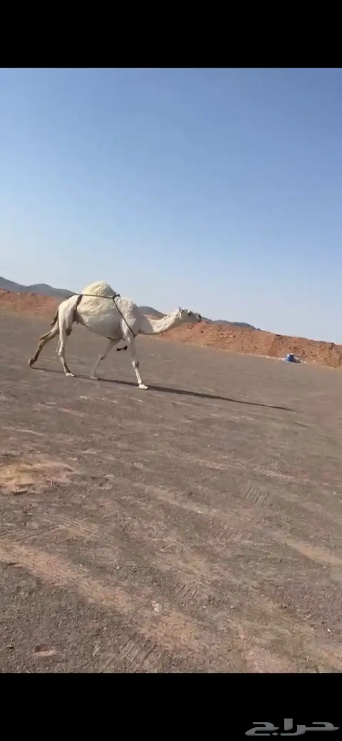 للبيع الضروبه الطيبه 1