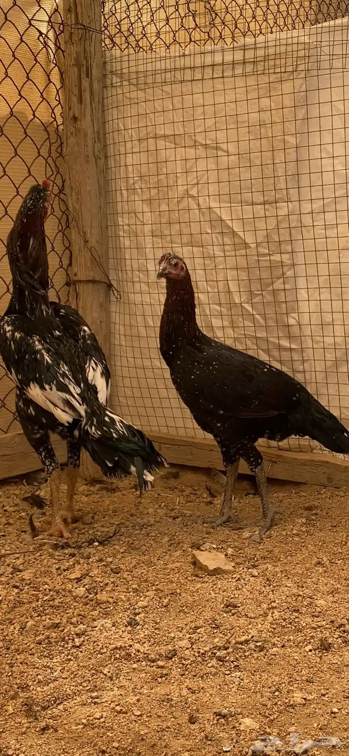 طقم سندي باكستاني نسل غبشان 2