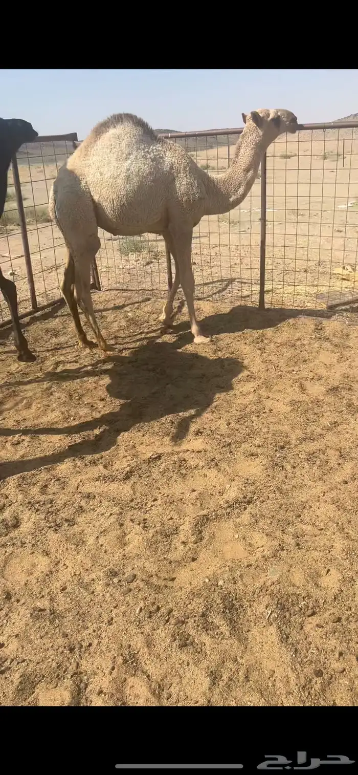 حشو شحم جبر 0