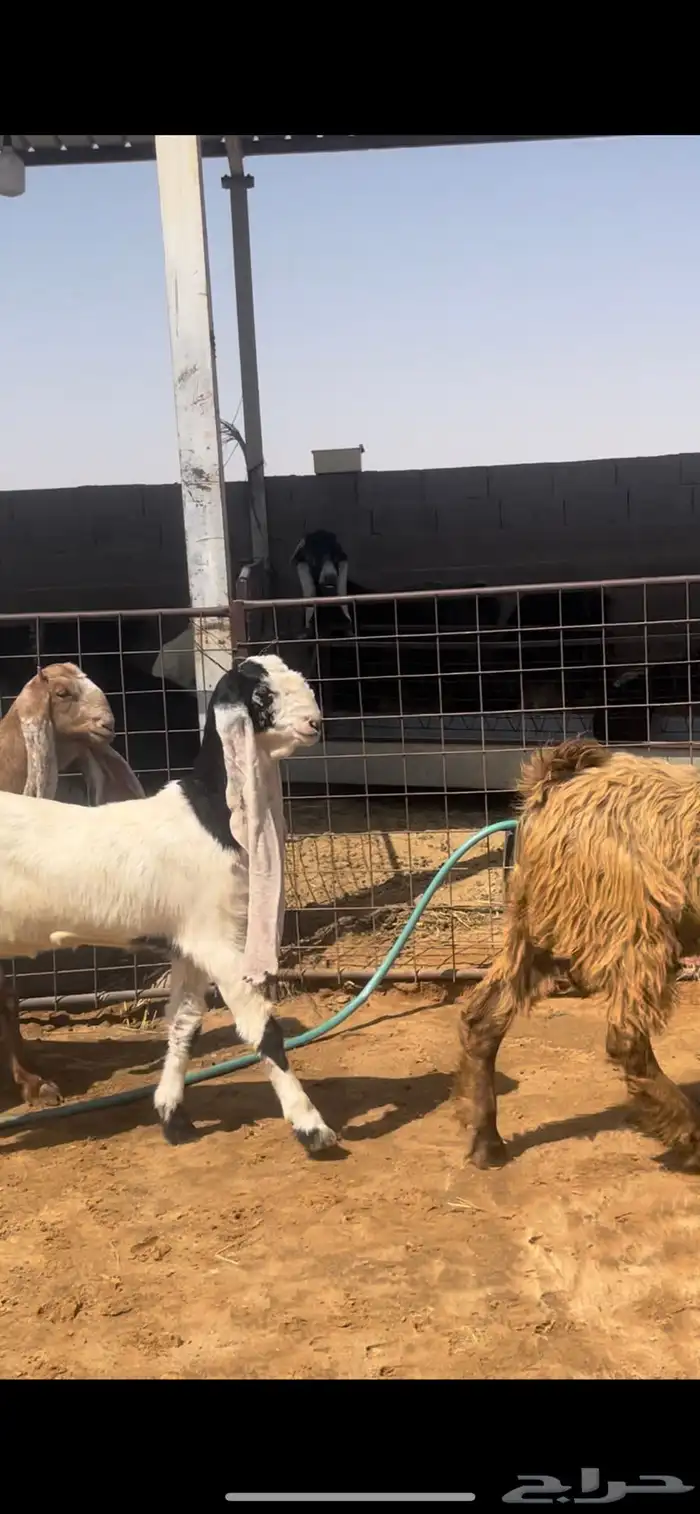 جفار 6