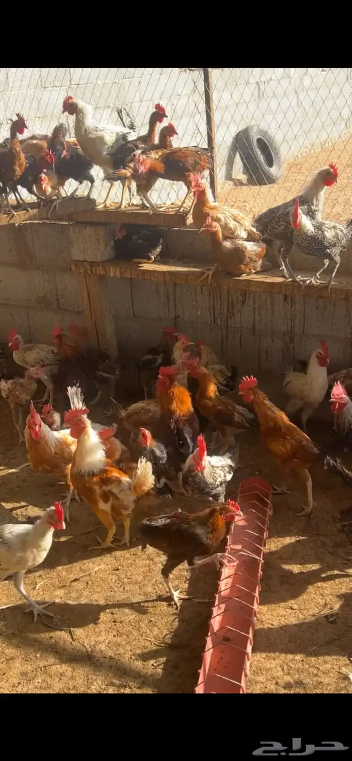 دجاج للبيع 5