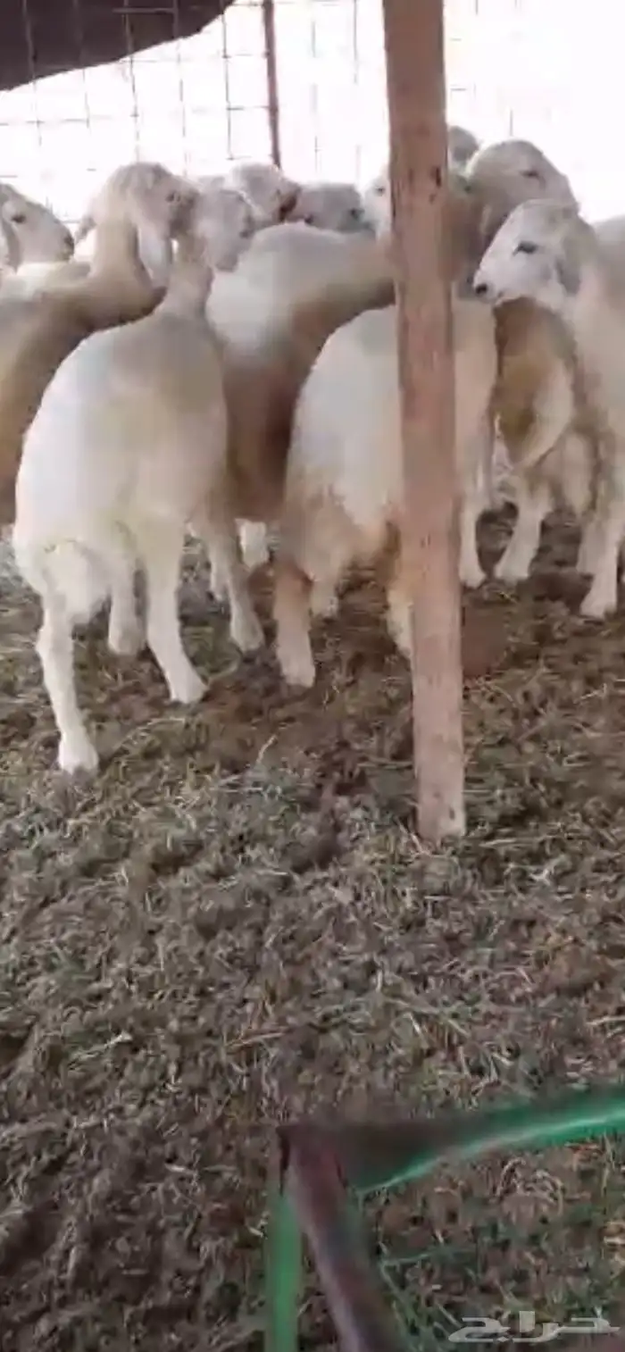 للبيع طليان حريات مقفله شحم 4
