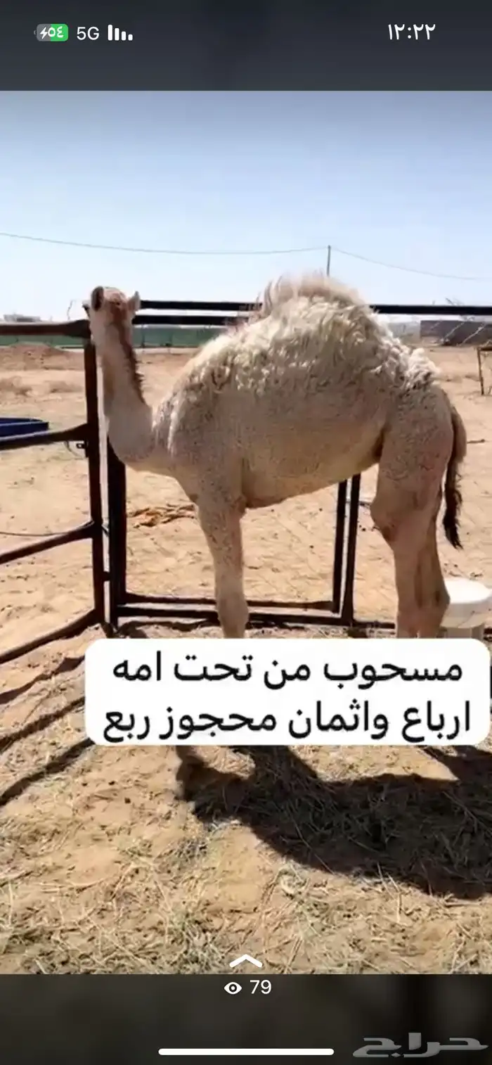 قعود مسحوب من تحت امه الذابح ارباع واثمام 0