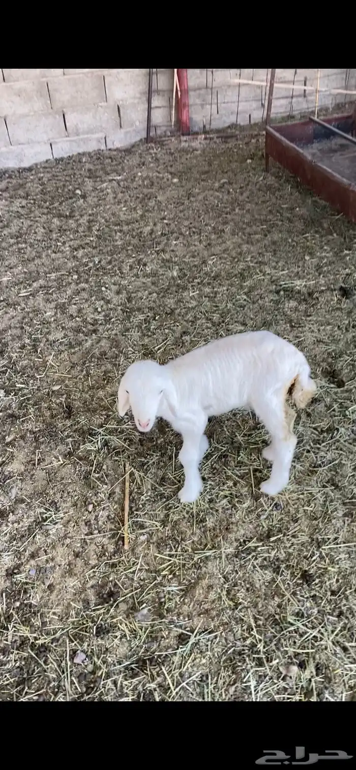 تم تم البيع 3