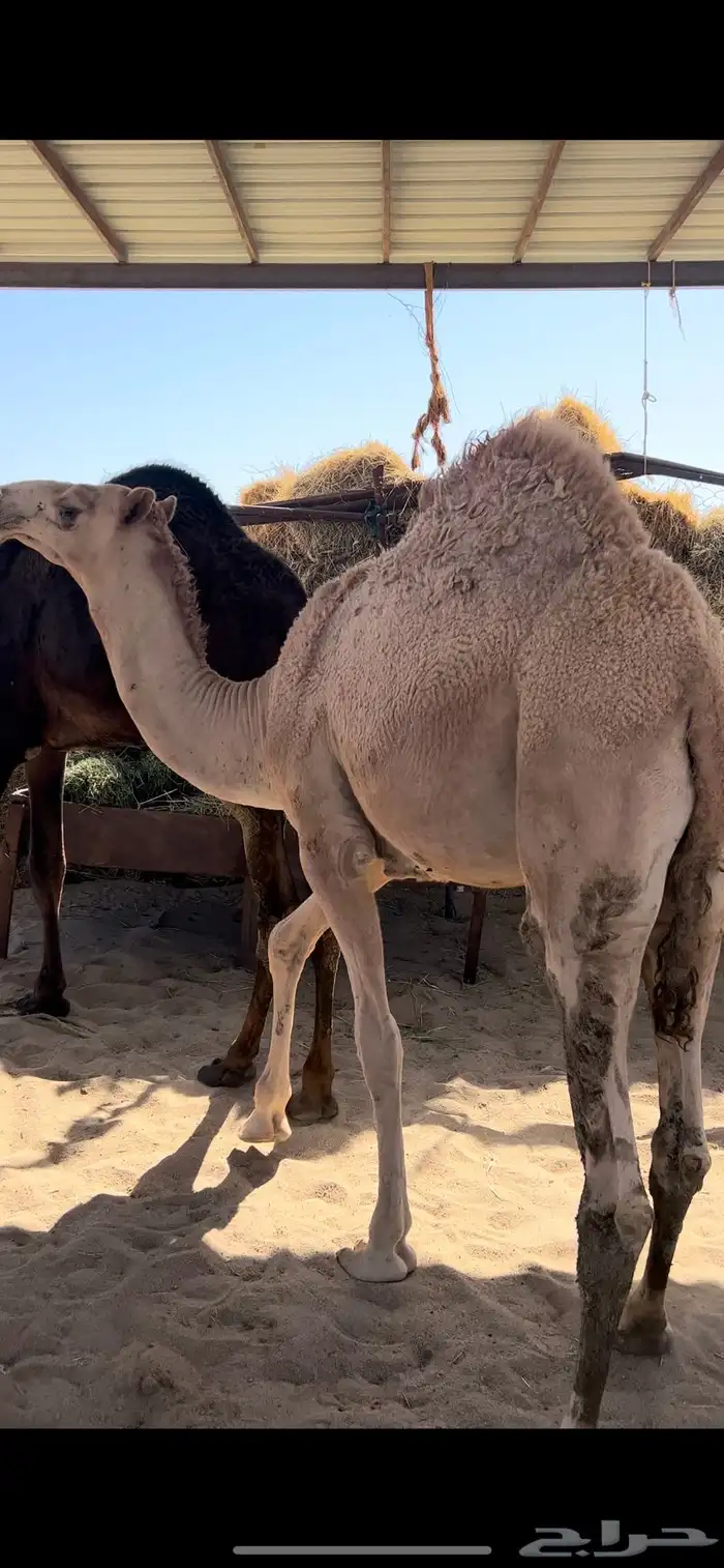 قعدان مفاريد كفو 6