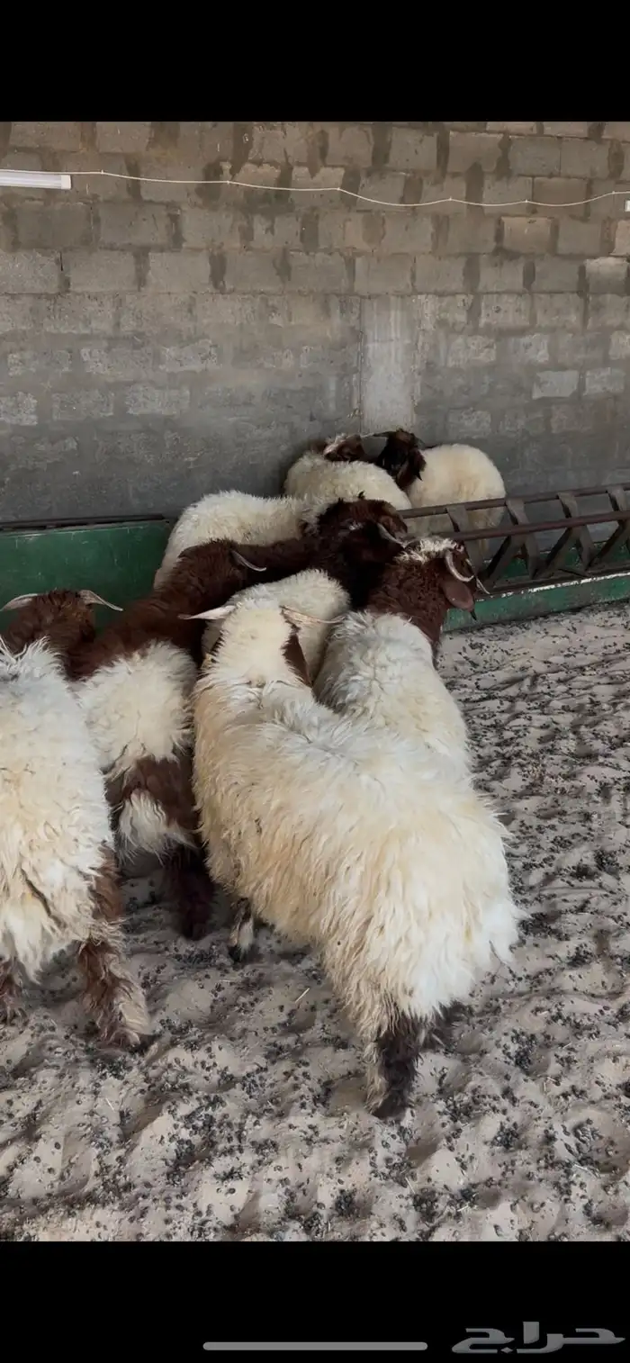 خرفان النعيم طيبه ظهر وطرف فل 7
