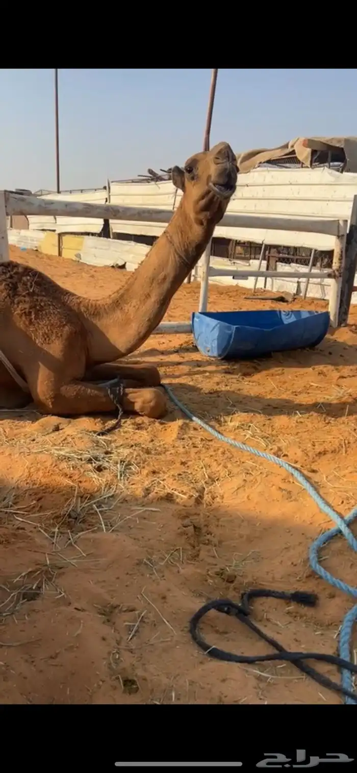 قعود 0