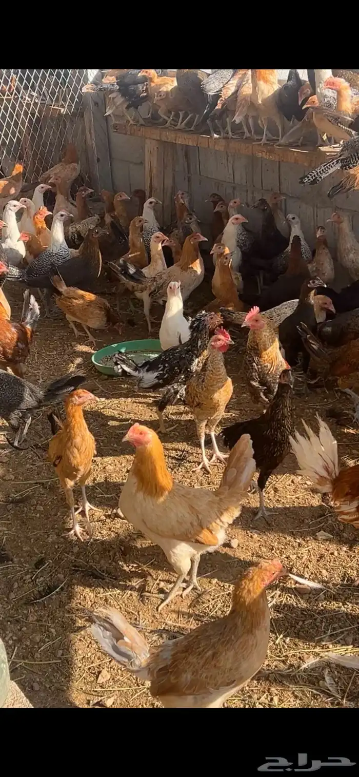 دجاج للبيع 0