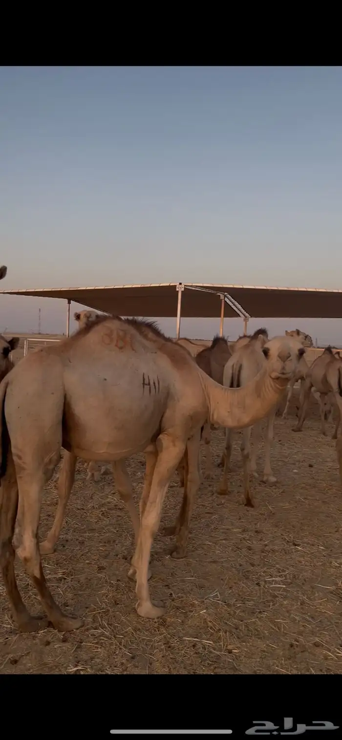 للبيع   حشو مربي جاهز   القصيم المذنب 1