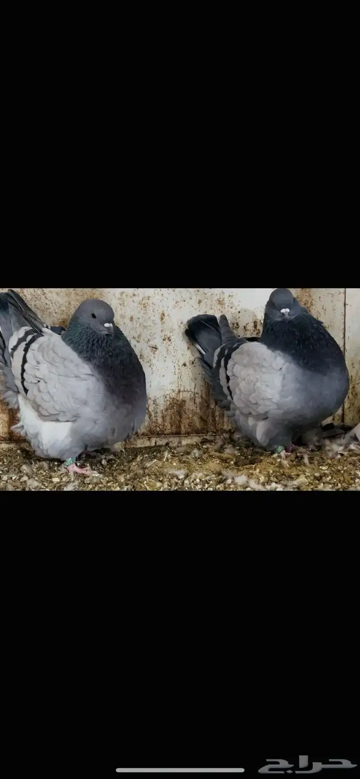 زوج فرش بلوبار 3