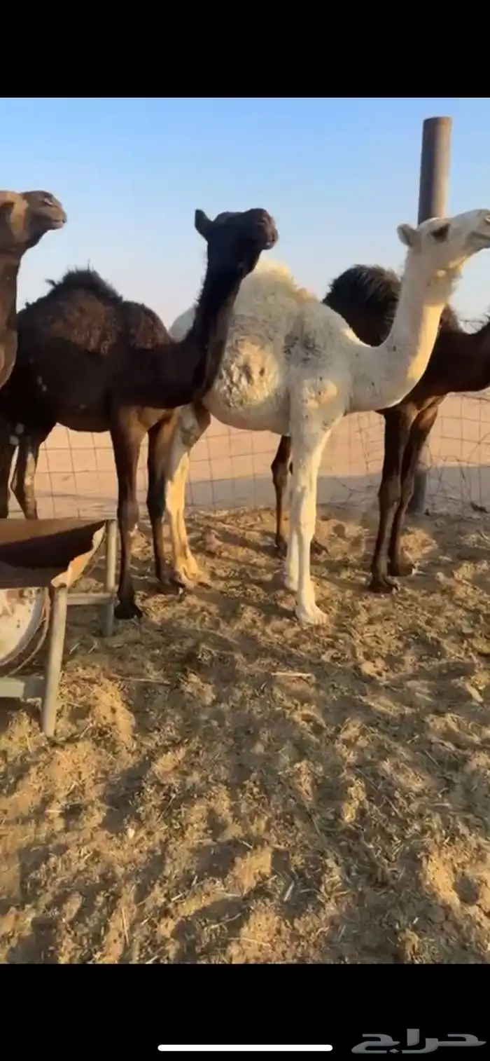 قعدان مفاريد طيبه جدا 4