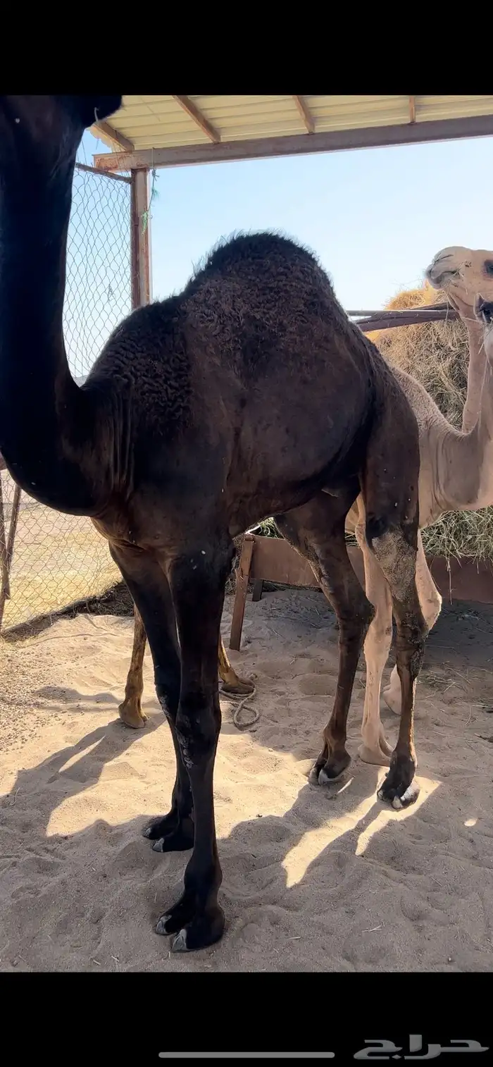 قعدان مفاريد كفو 0