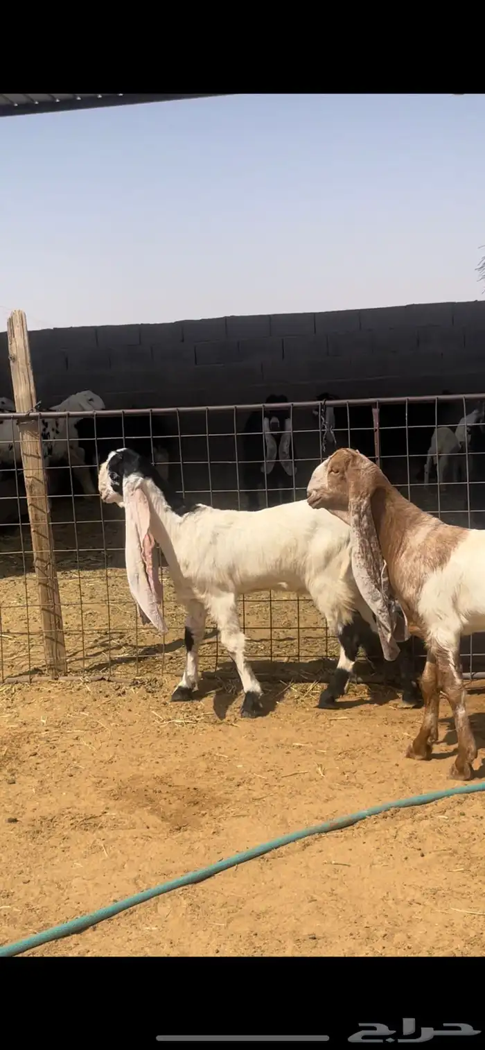 جفار 8