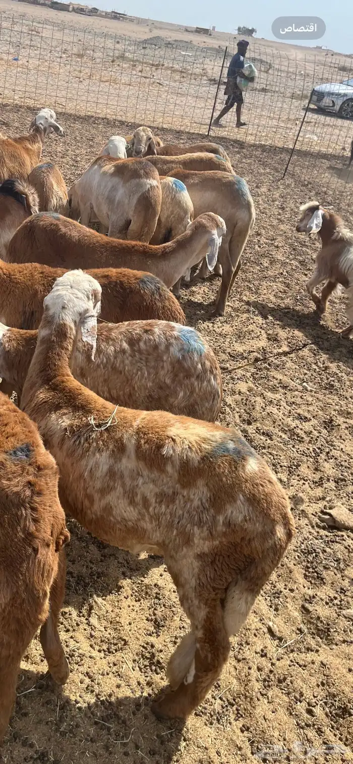 سواكني تربيه جبر حمري وام روابى 6