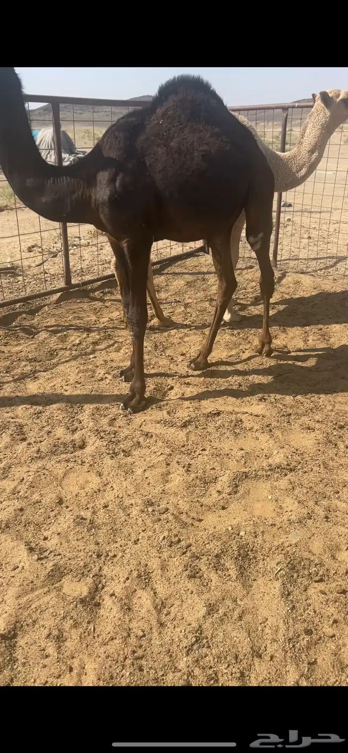 حشو شحم جبر 1