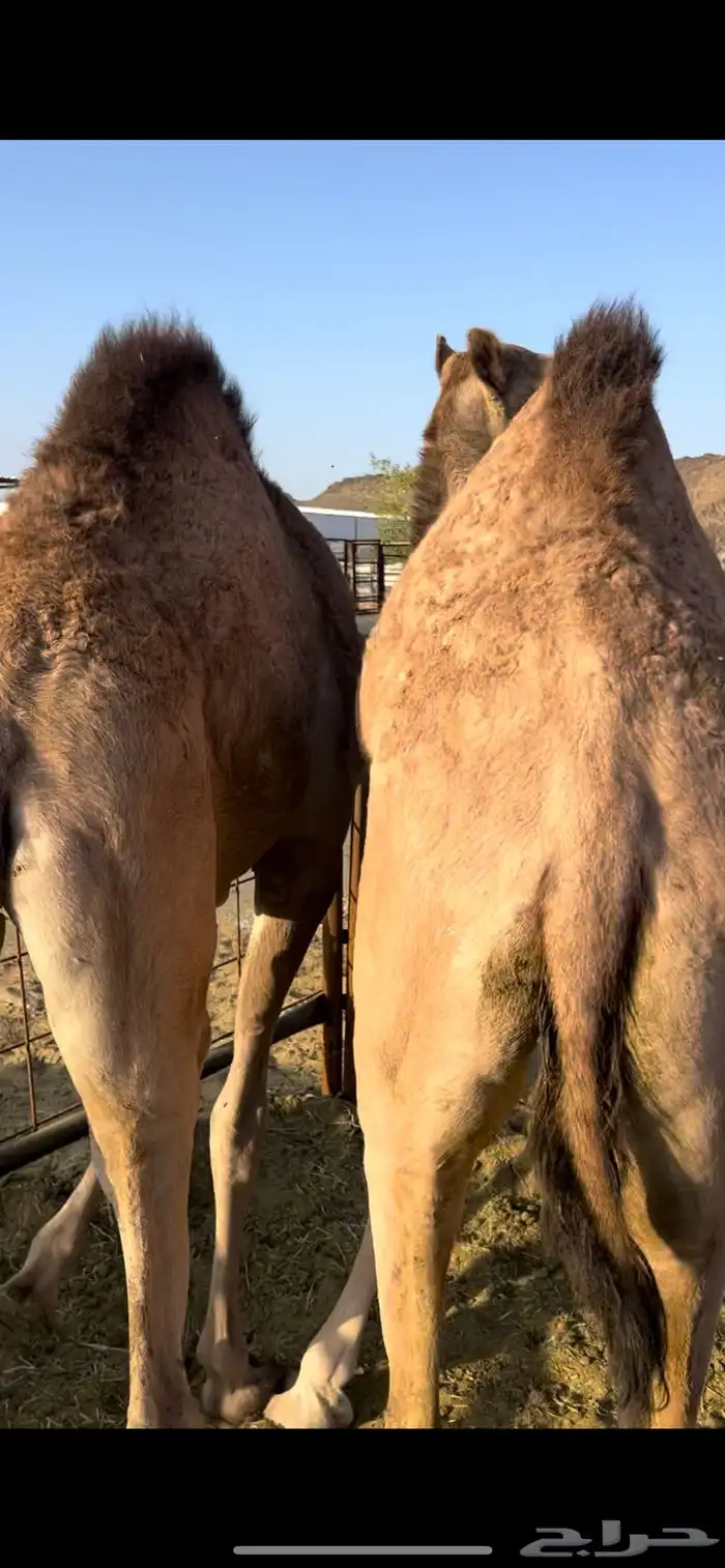 بكره بلدي جايه من أرمله للبيع 2