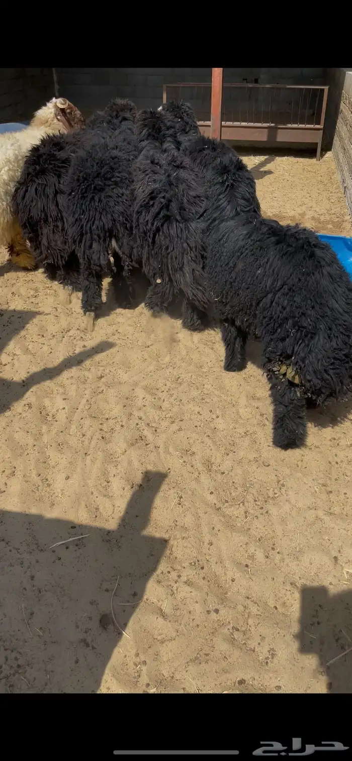 4 جذعان وهرفي 0