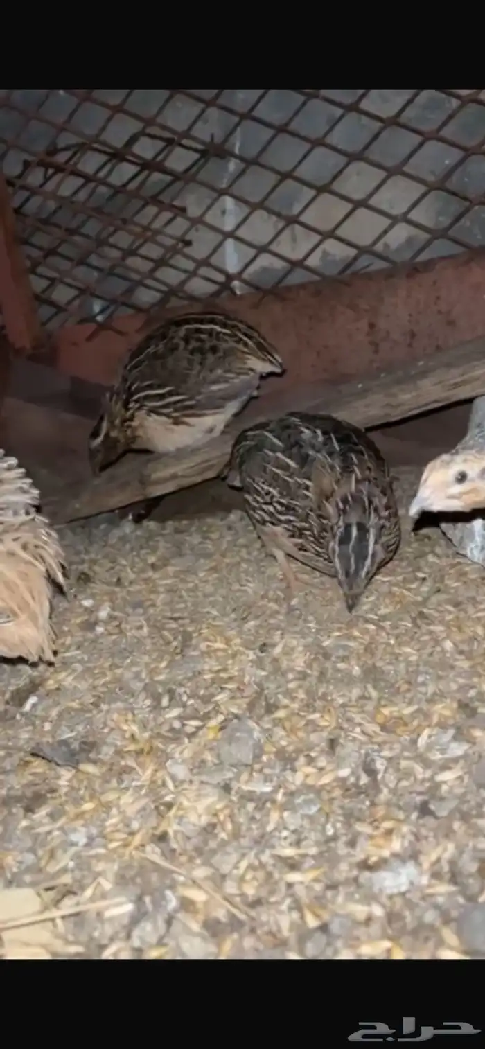 للبيع سمان الموقع الجايزه 1