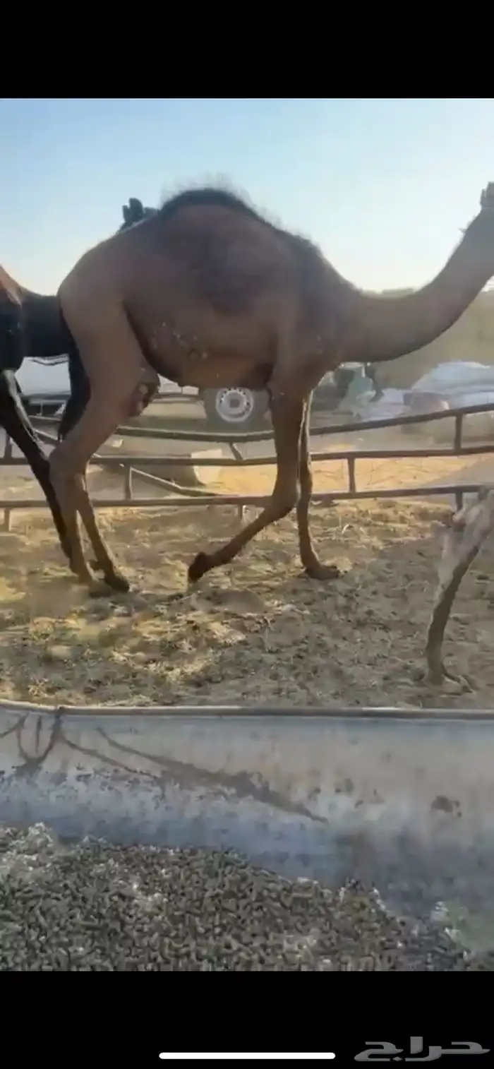 قعدان مفاريد طيبه جدا 12