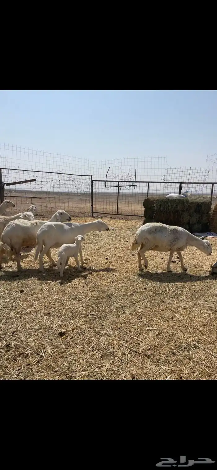 مراح حريات 1