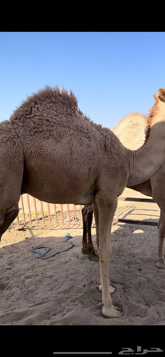 قعدان مفاريد كفو 3