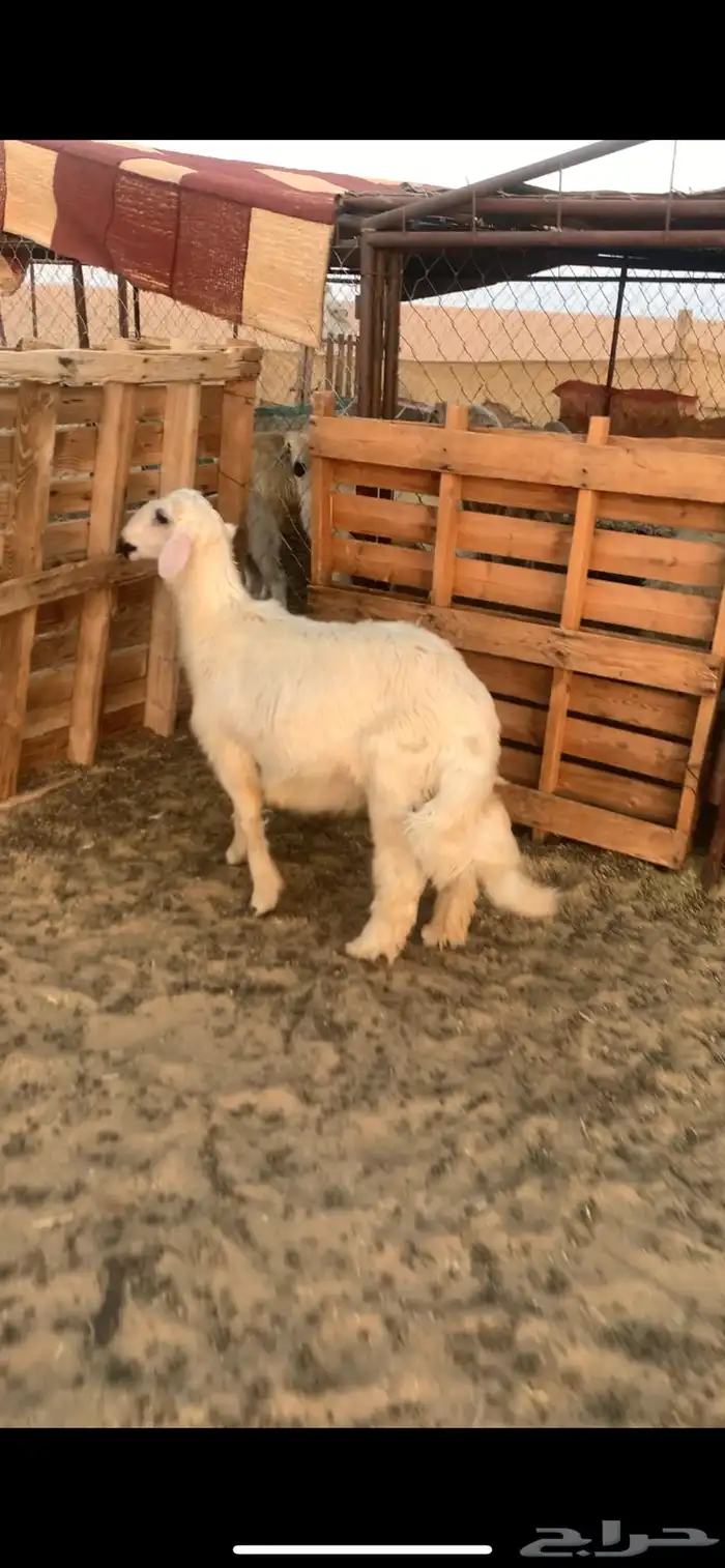 خروف اصفر فلل 2