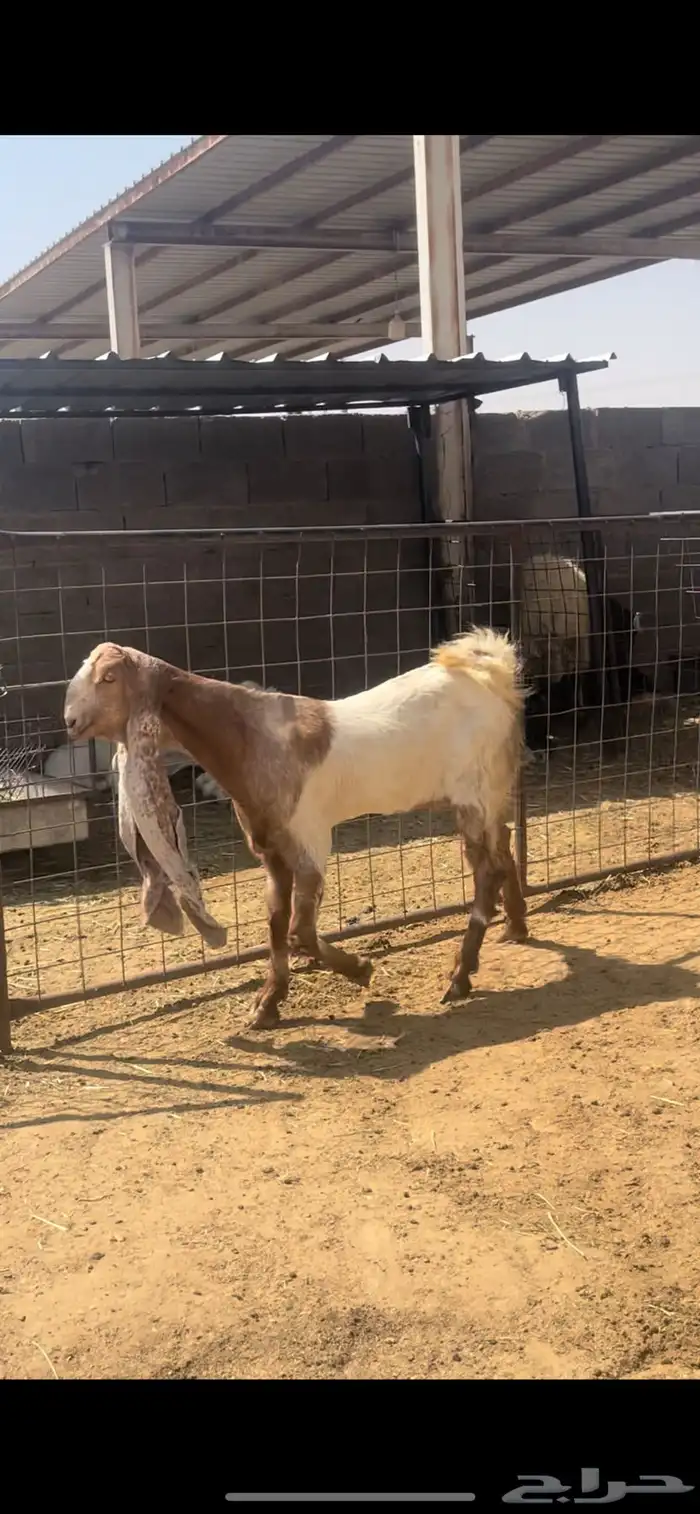جفار 10