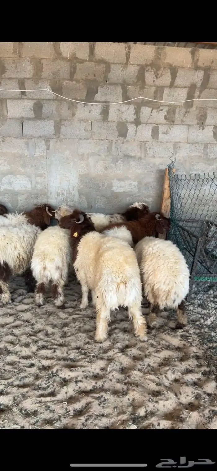 خرفان النعيم طيبه ظهر وطرف فل 1