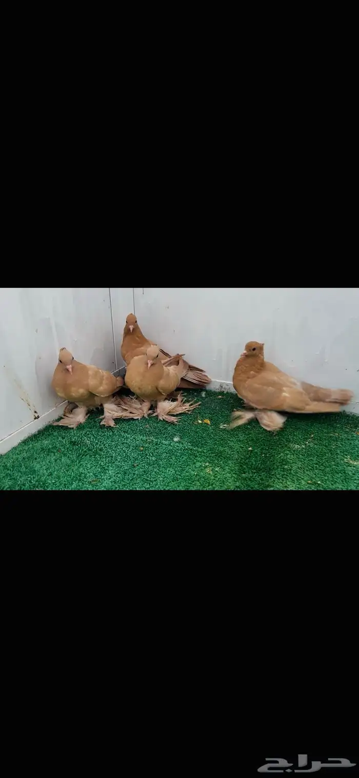 طبات صنعاني اصفر 2