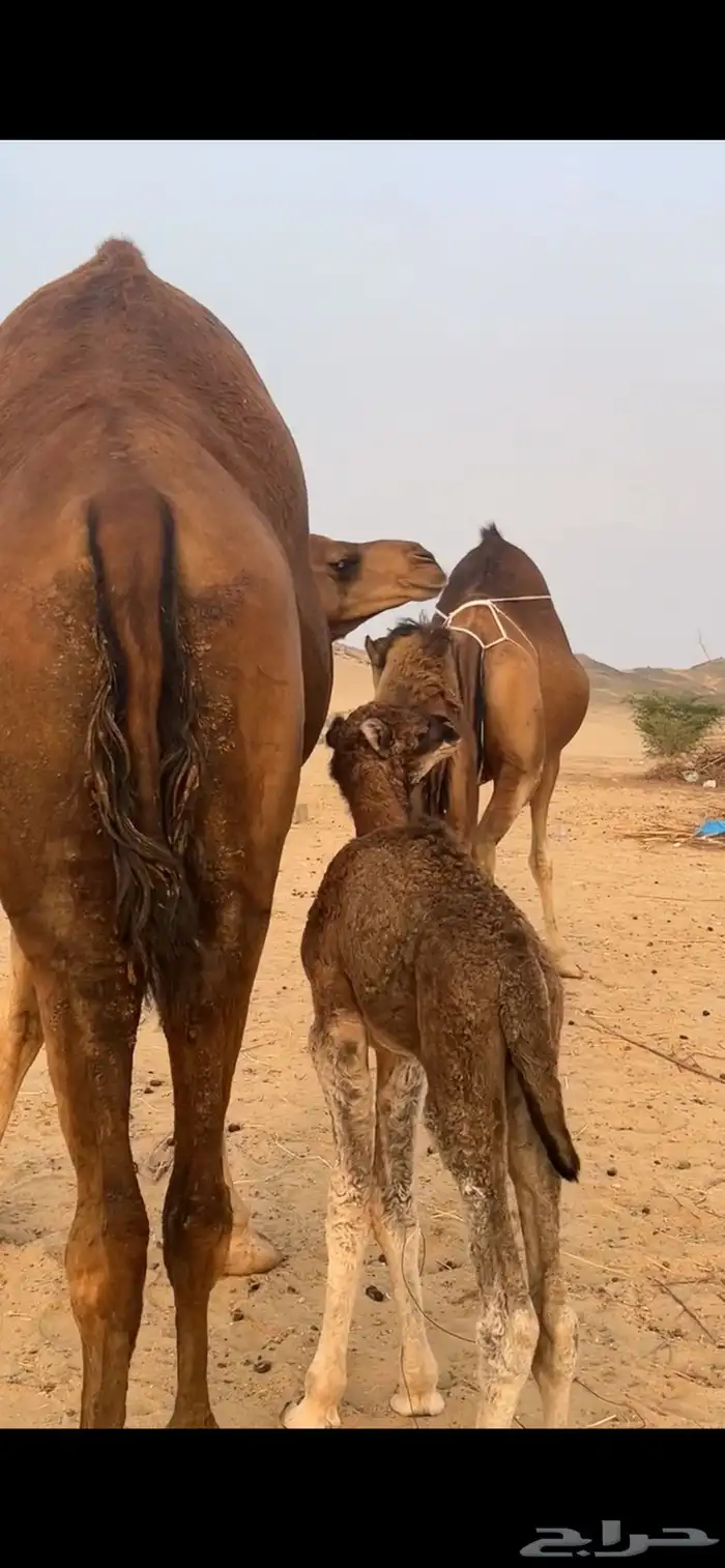 خلفه مصغر ساحليه(( تم البيع )) 0