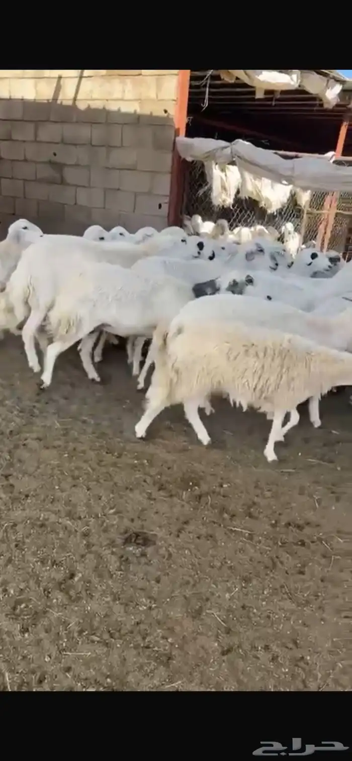 30من الضان يتبعها 7 1