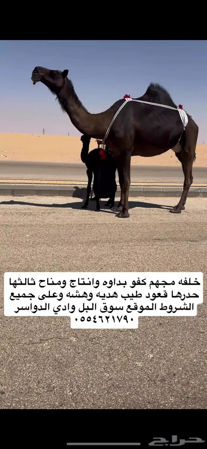 خلفه مجهم كفو بداوه ومناح تحتها قعود 0