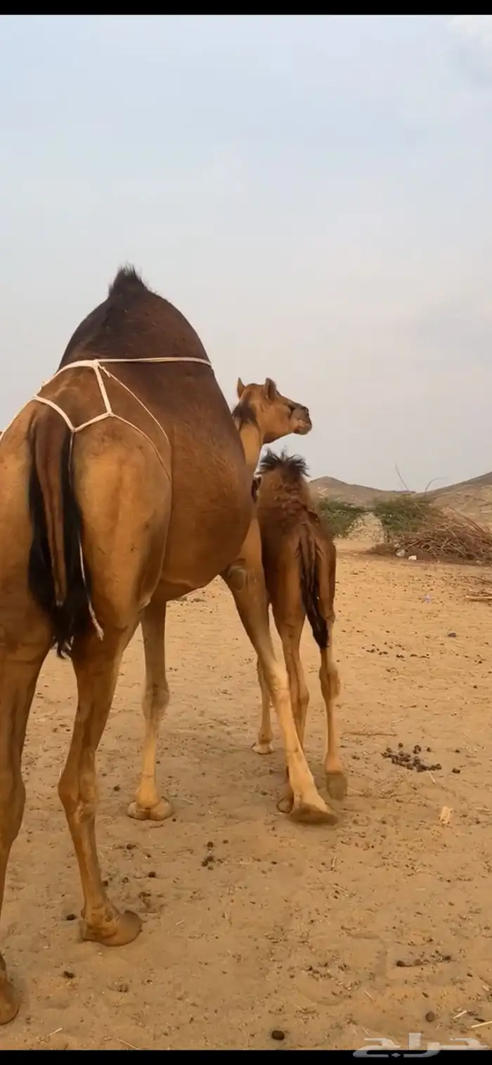 خلفه مصغر ساحليه(( تم البيع )) 1