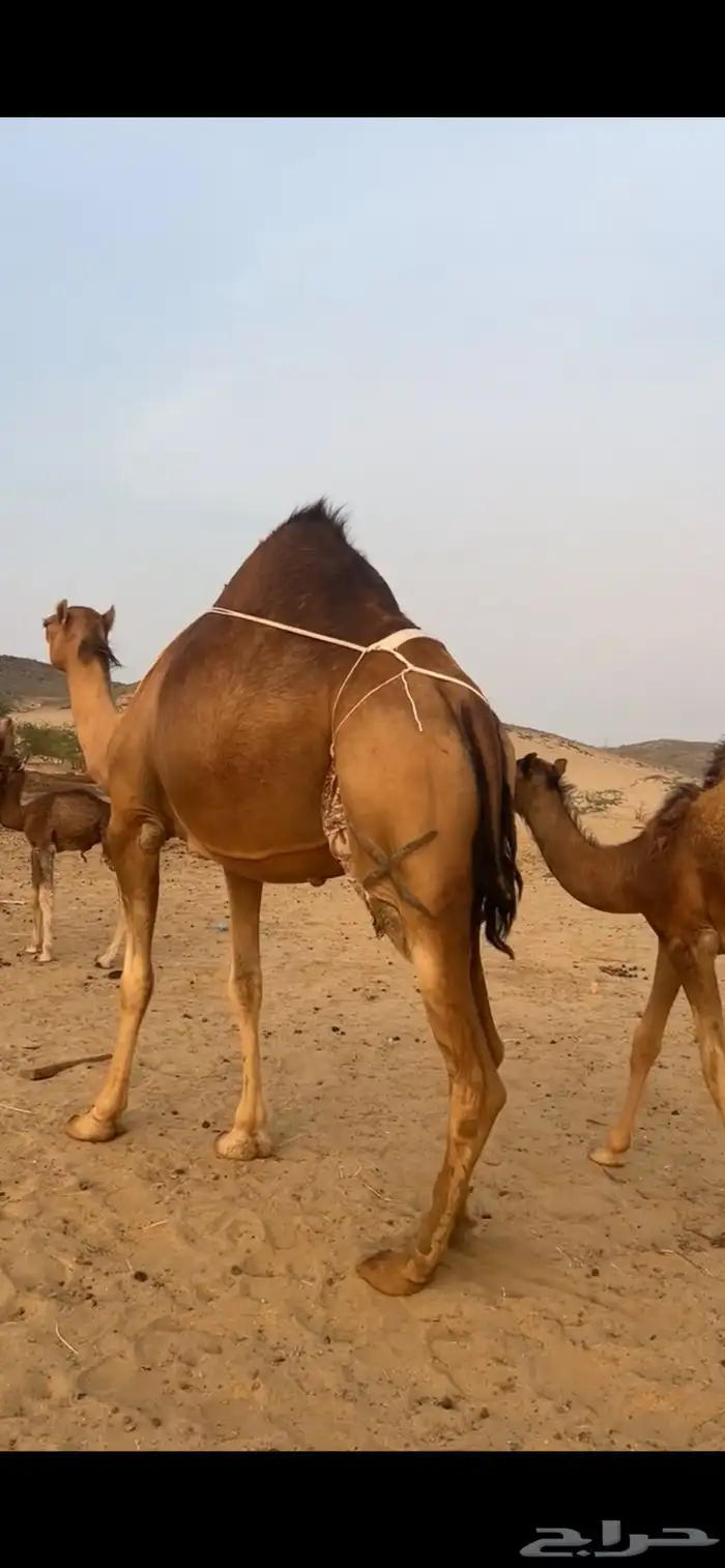 خلفه مصغر ساحليه(( تم البيع )) 4