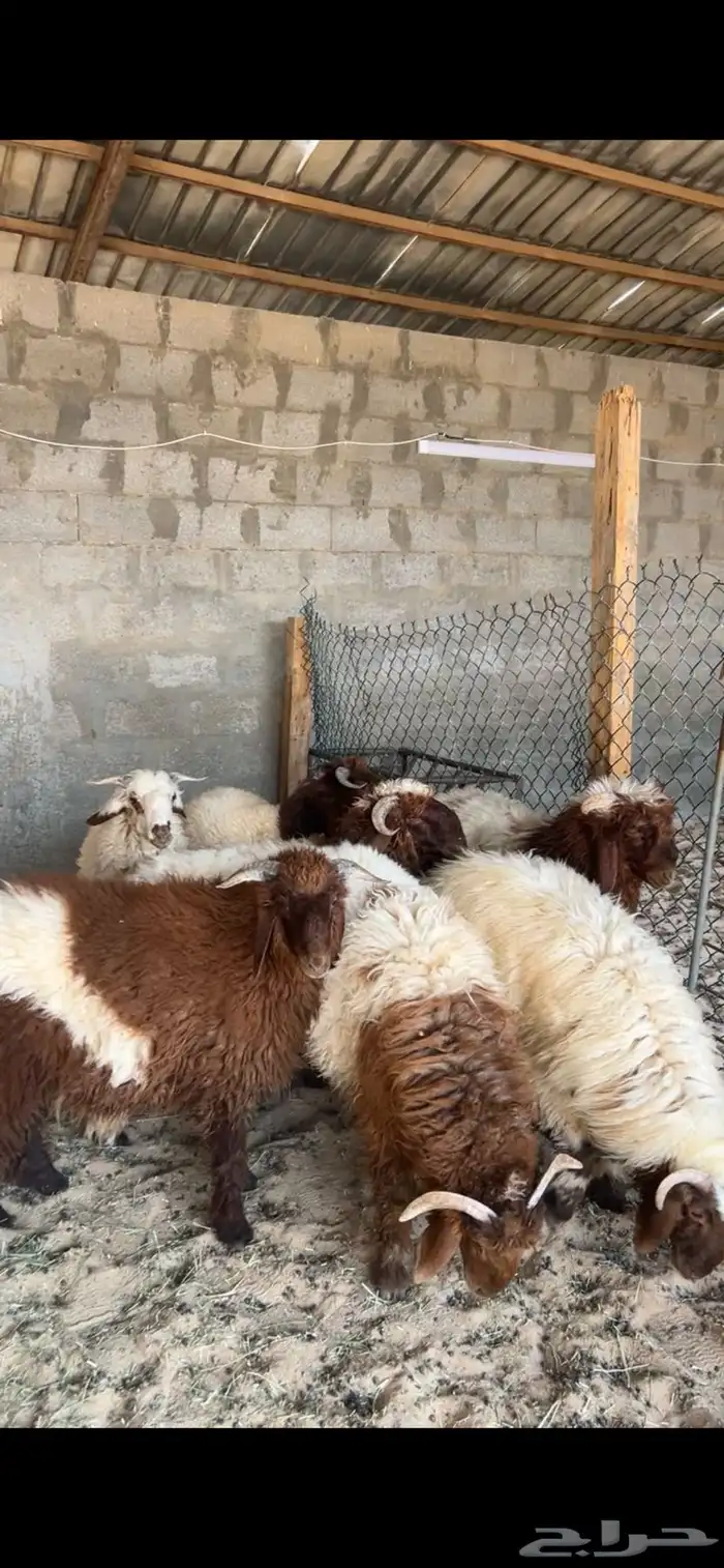 خرفان النعيم طيبه ظهر وطرف فل 2