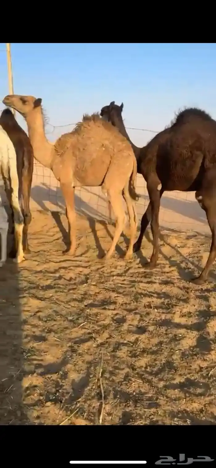 قعدان مفاريد طيبه جدا 6