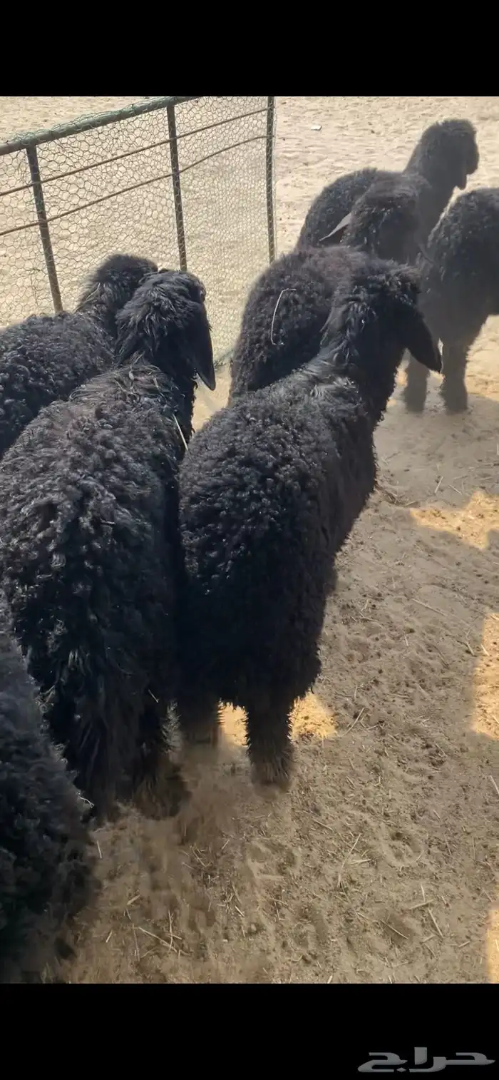 ذبايح للبيع طيبة 2