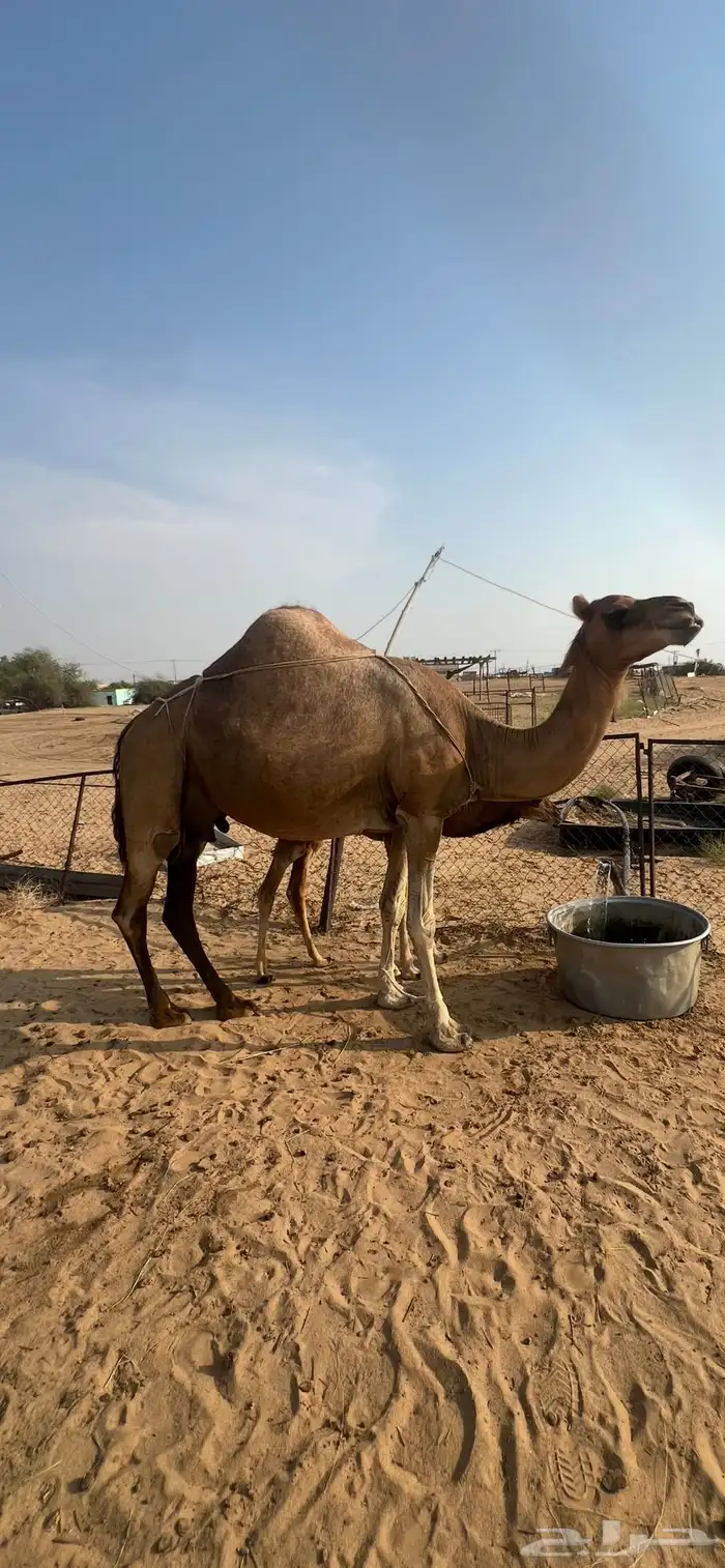 القنفذه - شرق القوز 0