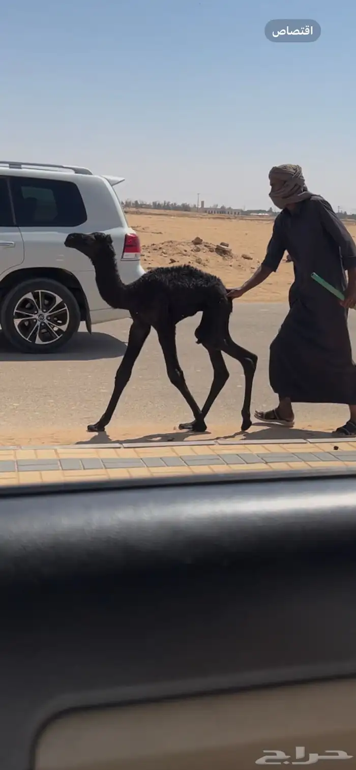 خلفه مجهم كفو بداوه ومناح تحتها قعود 2