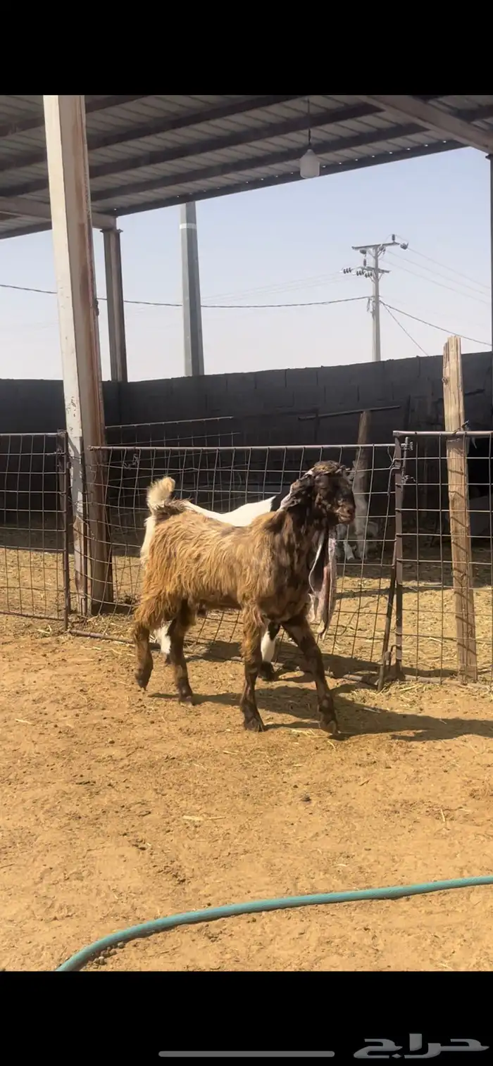 جفار 15