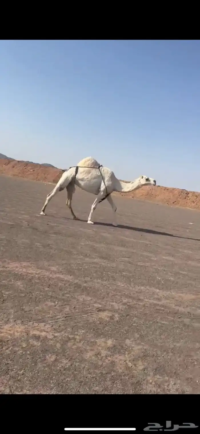 للبيع الضروبه الطيبه 0