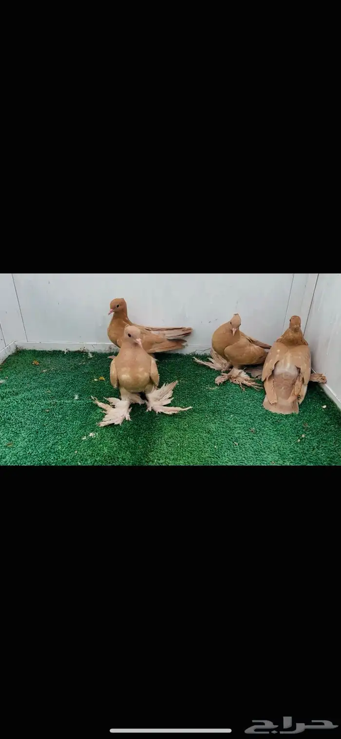 طبات صنعاني اصفر 1