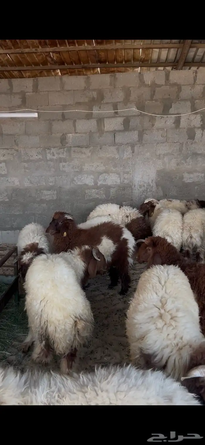 خرفان النعيم طيبه ظهر وطرف فل 5